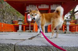 英雄联盟总决赛-烟火与铁幕，贝林厄姆在加纳的红色硝烟中，为荷兰拉下终场帷幕