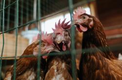 英雄联盟总决赛直播-意甲焦点战背后的国际波澜，新西兰淘汰冰岛的足球启示