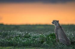 -精密手术，戈贝尔，勇士轻取步行者的隐形执刀者