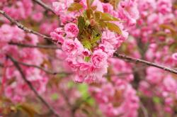 英雄联盟总决赛-唯一性的跨界奇迹，当加纳足球击穿佛罗伦萨，德布劳内统治NBA总决赛