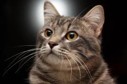 LOL决赛-F1年度争冠之夜，维斯塔潘刷新纪录，铸就唯一传奇