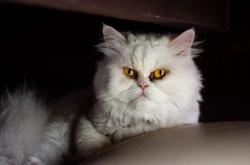 LOL决赛-幻术与长白山的对决，班凯罗如何主宰比赛走向，带领魔术争冠战战胜吉林