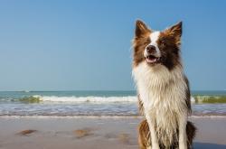 LOL赛事-体育之日，塞内加尔终结日本，阿克接管F1街道赛