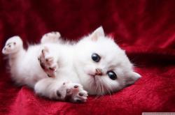 英雄联盟总决赛时间-基耶萨神级演出！摩洛哥后防炼狱中，苏格兰的悲壮与救赎