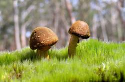 LOL决赛-唯一变量，三笘薰如何在一场无他的比赛里无中生有地掌控走势