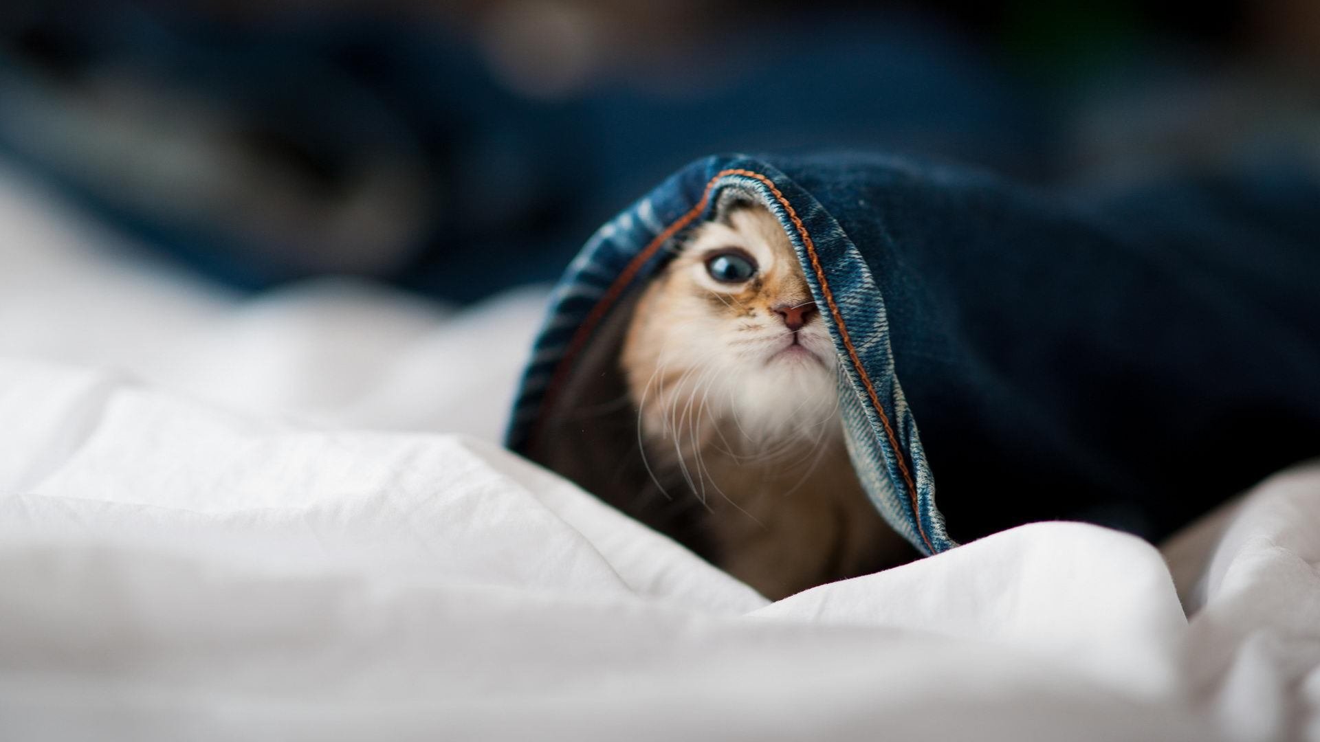 欧冠半决赛级焦点战，吉林队以稳健之风拿下尼克斯，闪耀跨界篮球之夜