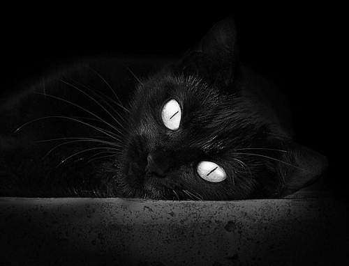 当欧冠半决赛的绿茵场铺上硬木地板，灰熊155cm空中足球力克篮网终极报告