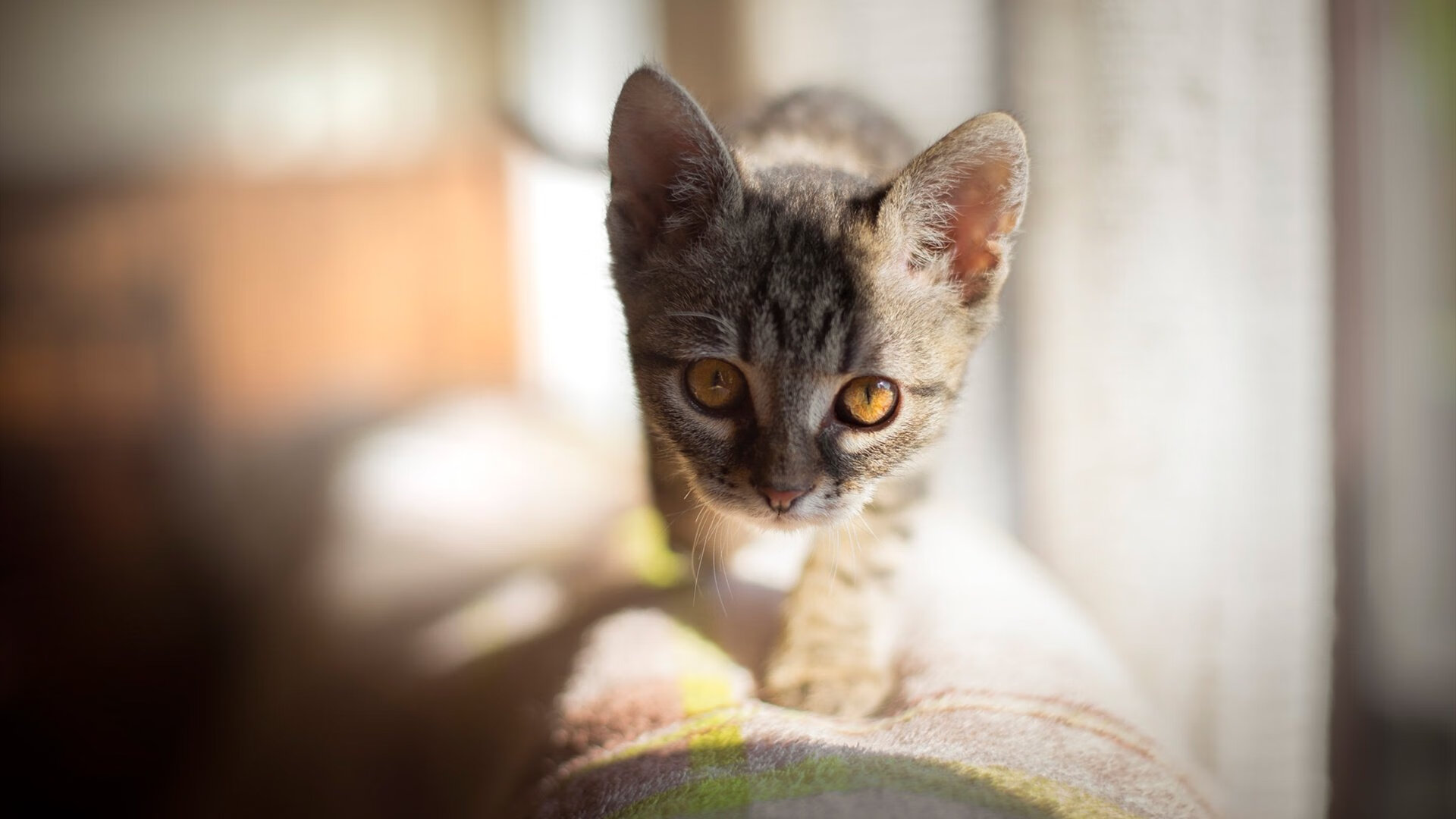 维也纳奏凯歌，都柏林见真章，当团队完胜遇见孤胆英雄