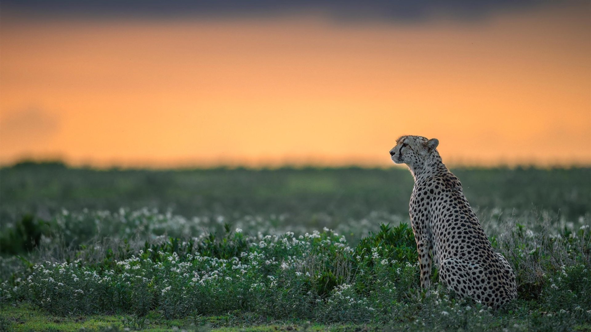 精密手术,戈贝尔,勇士轻取步行者的隐形执刀者
