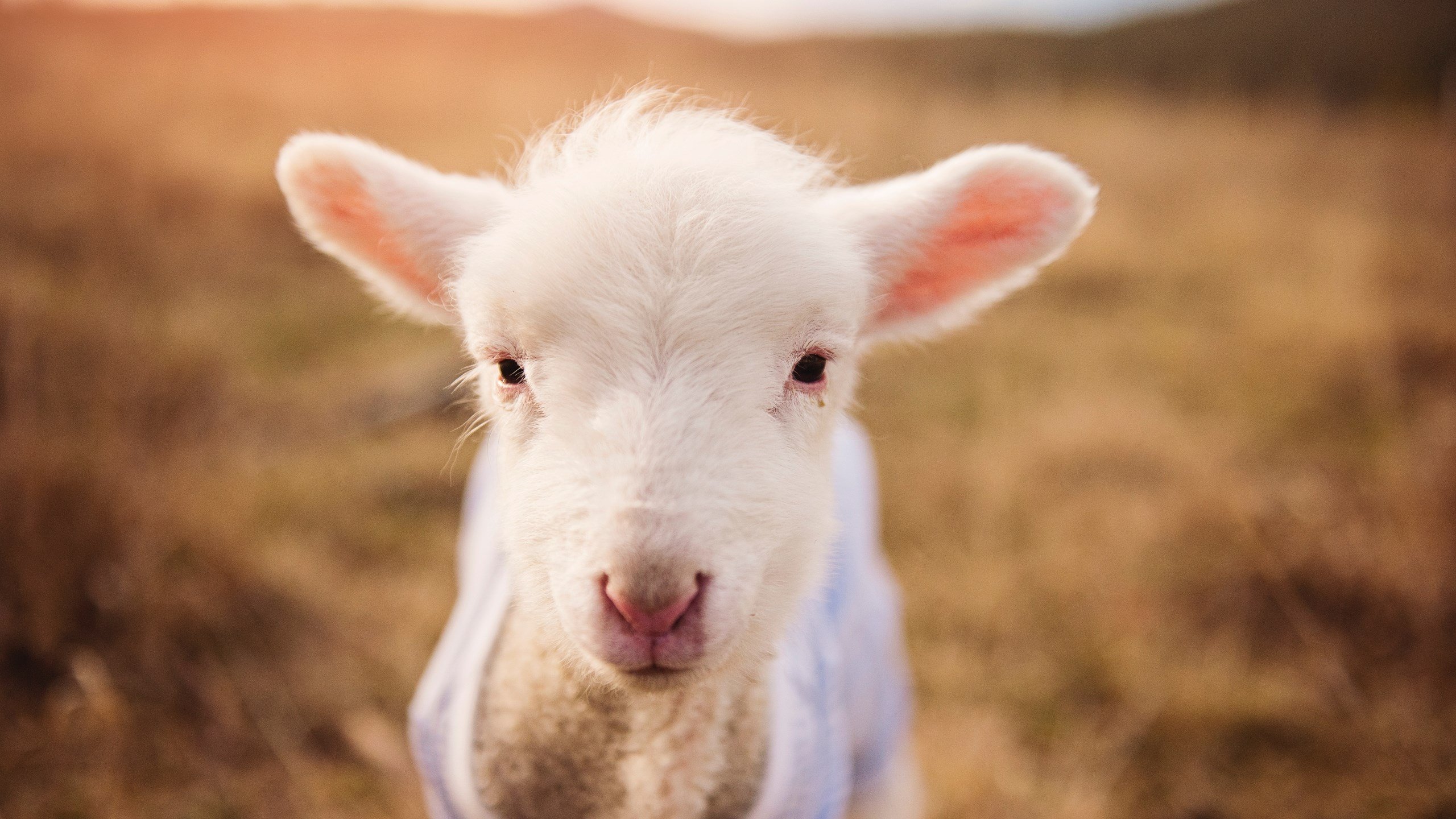 降维打击!范弗利特三分雨重构赛场,浙江铁骑正面碾碎辽宁卫冕梦