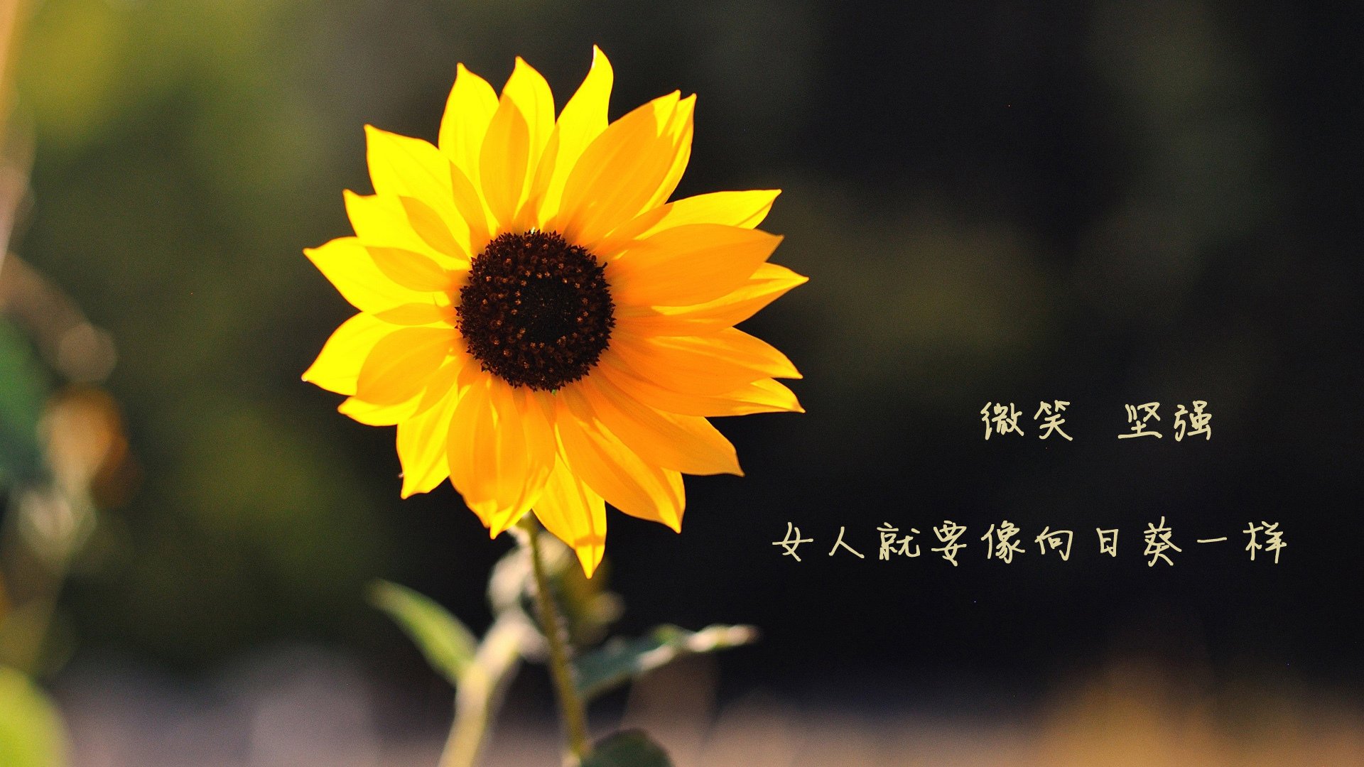 镣铐与舞步，当莫德里奇的魔法穿透拉齐奥的钢铁森林