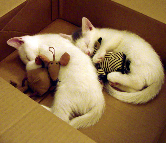 平行时空的暴烈美学,当热火绞碎体系,莫兰特撕开防线