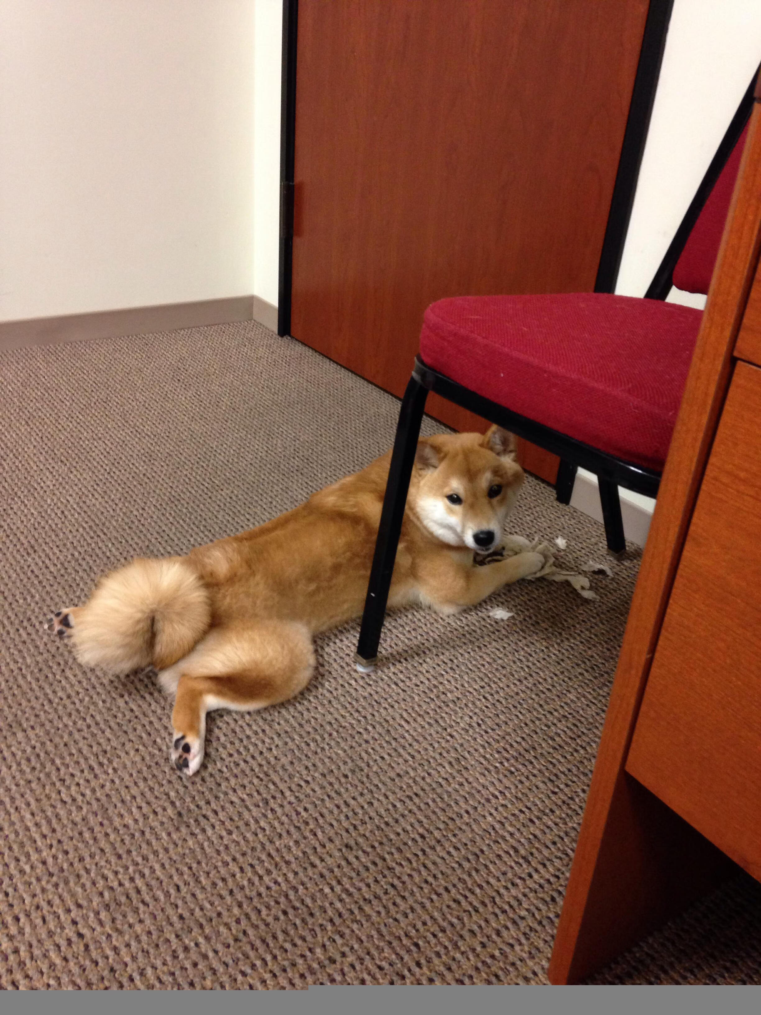 当老鹰在山西坠落，三球在巴林起飞