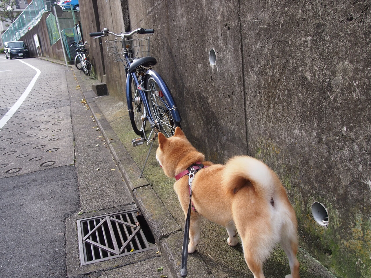库里防守端锁死对手!新疆队速胜魔术创历史,一场颠覆想象的篮球对话