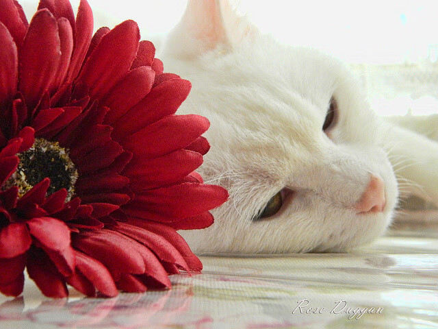 无名之辈的咆哮,小贾伦爆发背后的热火团队压制力击垮豪门凯尔特人