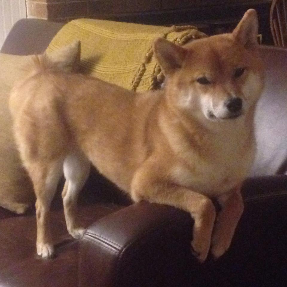 跨界擂台，当摩纳哥对阵加拿大，赖斯的硬仗哲学