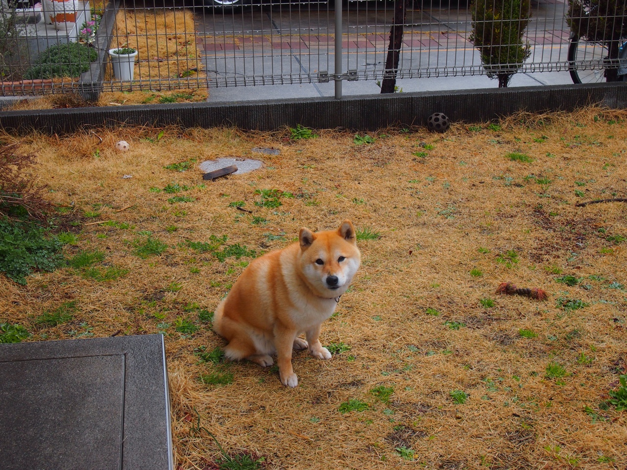 非洲雄鹰啄伤法甲豪门，哈弗茨一锤定音，尼日利亚爆冷击败里昂