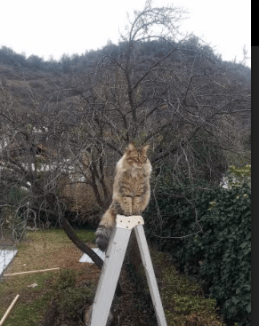 黄色潜水艇击沉巨轮,弗拉霍维奇一锤定音,比利亚雷亚尔如何将拜仁推下神坛