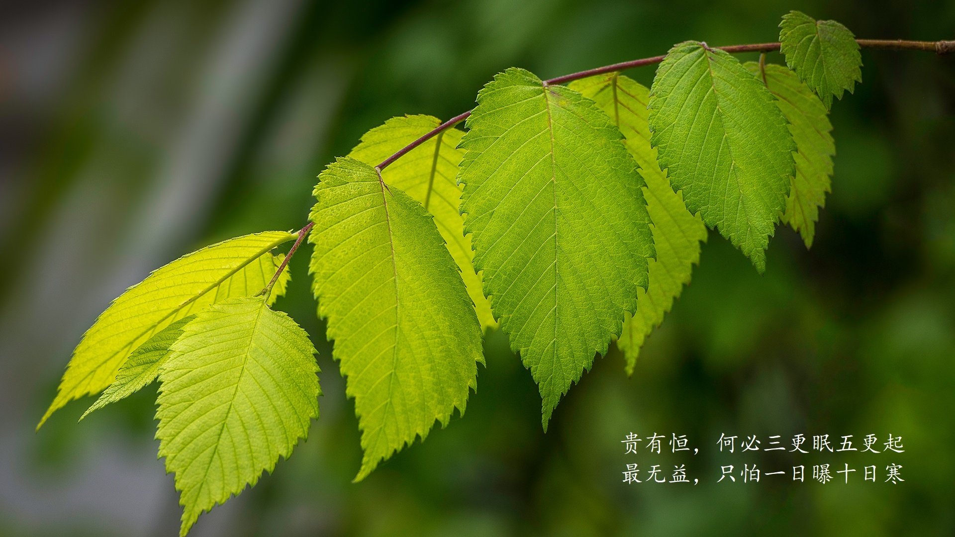 寒冰之焰,2026世界杯,加拿大如何以团队信仰击碎丹麦童话,费利克斯的闪耀之夜